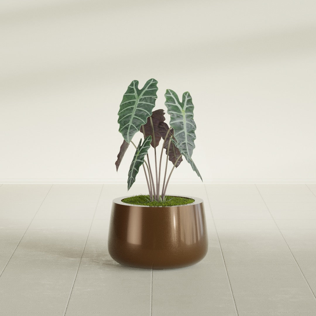 Short Hayden Bowl fiberglass planter in Metallic Bronze, shown planted, in a sunlit interior