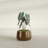 Short Hayden Bowl fiberglass planter in Metallic Bronze, shown planted, in a sunlit interior