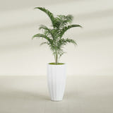 San Jose Tall Fluted fiberglass planter in Gloss Bright White, shown planted, in a sunlit interior