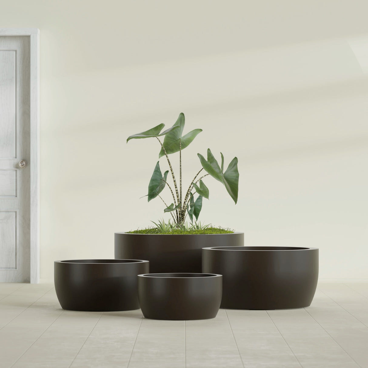 Casablanca Bowl fiberglass planter in Matte Dark Brown, size range, in a sunlit interior