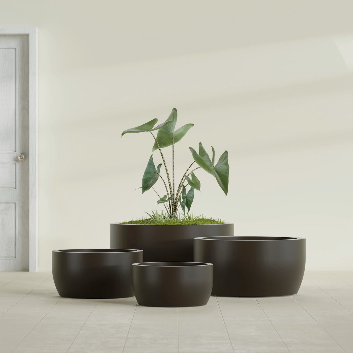 Casablanca Bowl fiberglass planter in Matte Dark Brown, size range, in a sunlit interior
