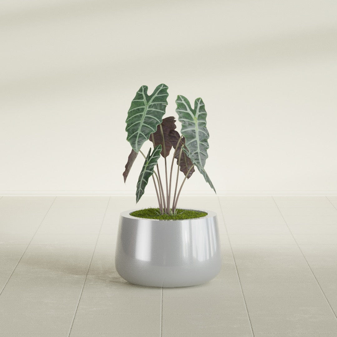 Short Hayden Bowl fiberglass planter in Metallic Silver, shown planted, in a sunlit interior