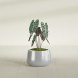 Short Hayden Bowl fiberglass planter in Metallic Silver, shown planted, in a sunlit interior
