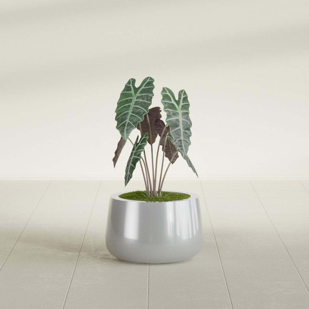 Short Hayden Bowl fiberglass planter in Metallic Silver, shown planted, in a sunlit interior