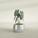 Short Hayden Bowl fiberglass planter in Metallic Silver, shown planted, in a sunlit interior