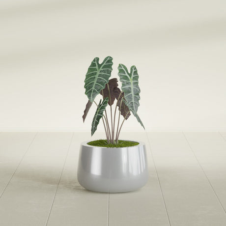 Short Hayden Bowl fiberglass planter in Metallic Silver, shown planted, in a sunlit interior