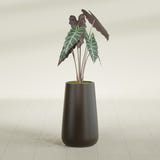 Saigon Tapered Round fiberglass planter in Matte Dark Brown, shown planted, in a sunlit interior