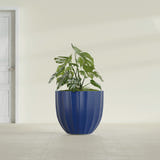 Santa Barbara Fluted Round fiberglass planter in Matte Cobalt Blue, shown planted, in a sunlit interior