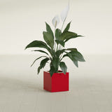Montroy Cube fiberglass planter in Gloss Red, shown planted, in a sunlit interior