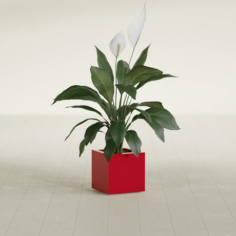 Montroy Cube fiberglass planter in Gloss Red, shown planted, in a sunlit interior