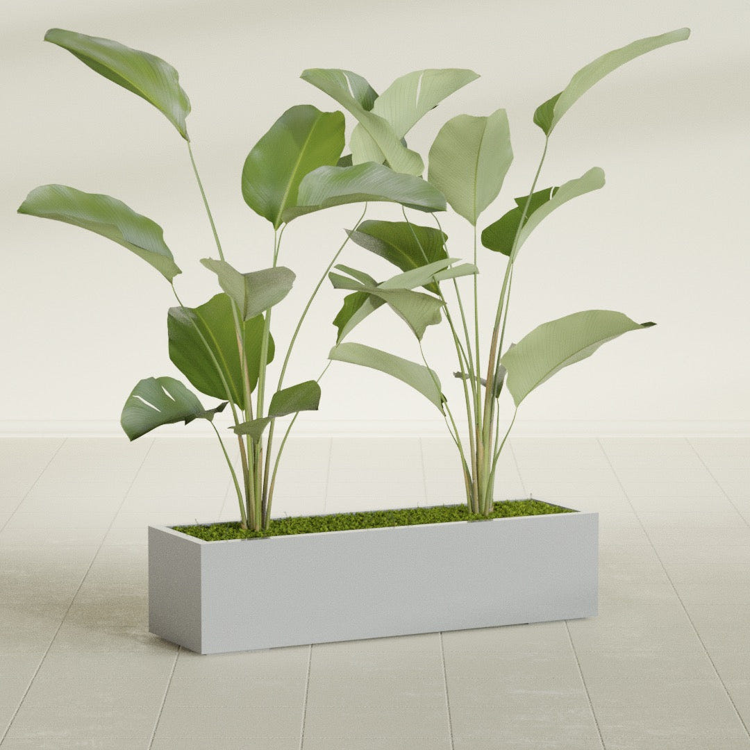 Cuba Low Rectangular fiberglass planter in Metallic Silver, shown planted, in a sunlit interior