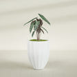 Alicante Fluted fiberglass planter in Matte Bright White, shown planted, in a sunlit interior