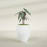 Alicante Fluted fiberglass planter in Matte Bright White, shown planted, in a sunlit interior