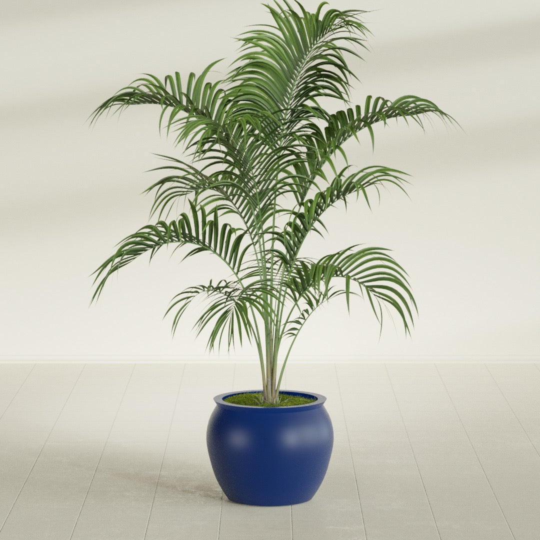 Shanghai Fishbowl fiberglass planter in Matte Cobalt Blue, shown planted, in a sunlit interior