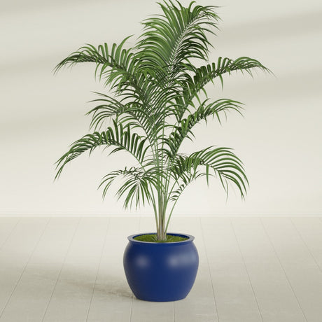Shanghai Fishbowl fiberglass planter in Matte Cobalt Blue, shown planted, in a sunlit interior