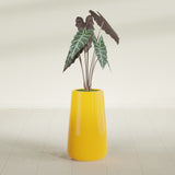 Saigon Tapered Round fiberglass planter in Gloss Saffron, shown planted, in a sunlit interior
