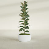 Casablanca Bowl fiberglass planter in Matte Bright White, shown planted, in a sunlit interior