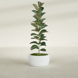 Casablanca Bowl fiberglass planter in Matte Bright White, shown planted, in a sunlit interior