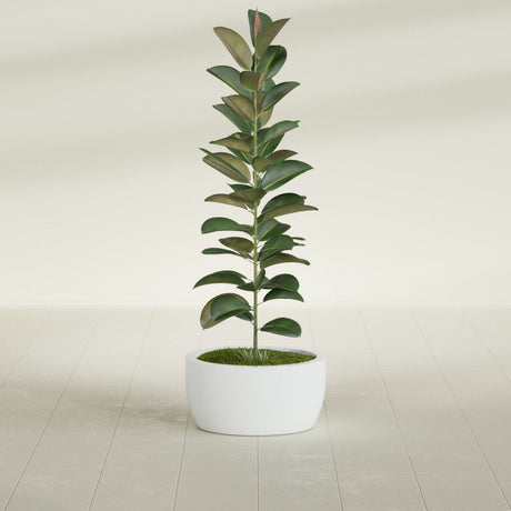 Casablanca Bowl fiberglass planter in Matte Bright White, shown planted, in a sunlit interior