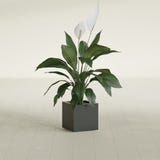 Montroy Cube fiberglass planter in Matte Charcoal, shown planted, in a sunlit interior