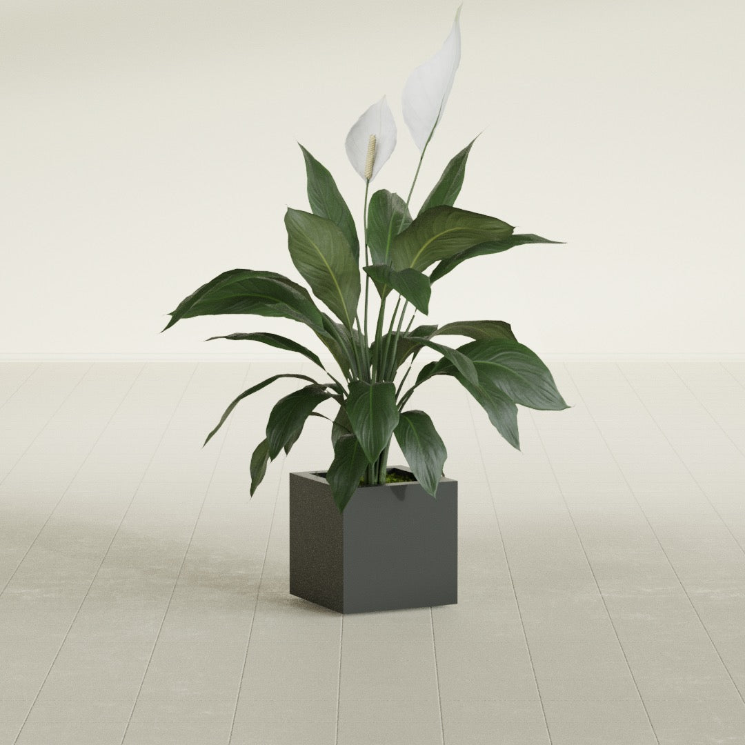Montroy Cube fiberglass planter in Matte Charcoal, shown planted, in a sunlit interior