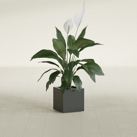 Montroy Cube fiberglass planter in Matte Charcoal, shown planted, in a sunlit interior