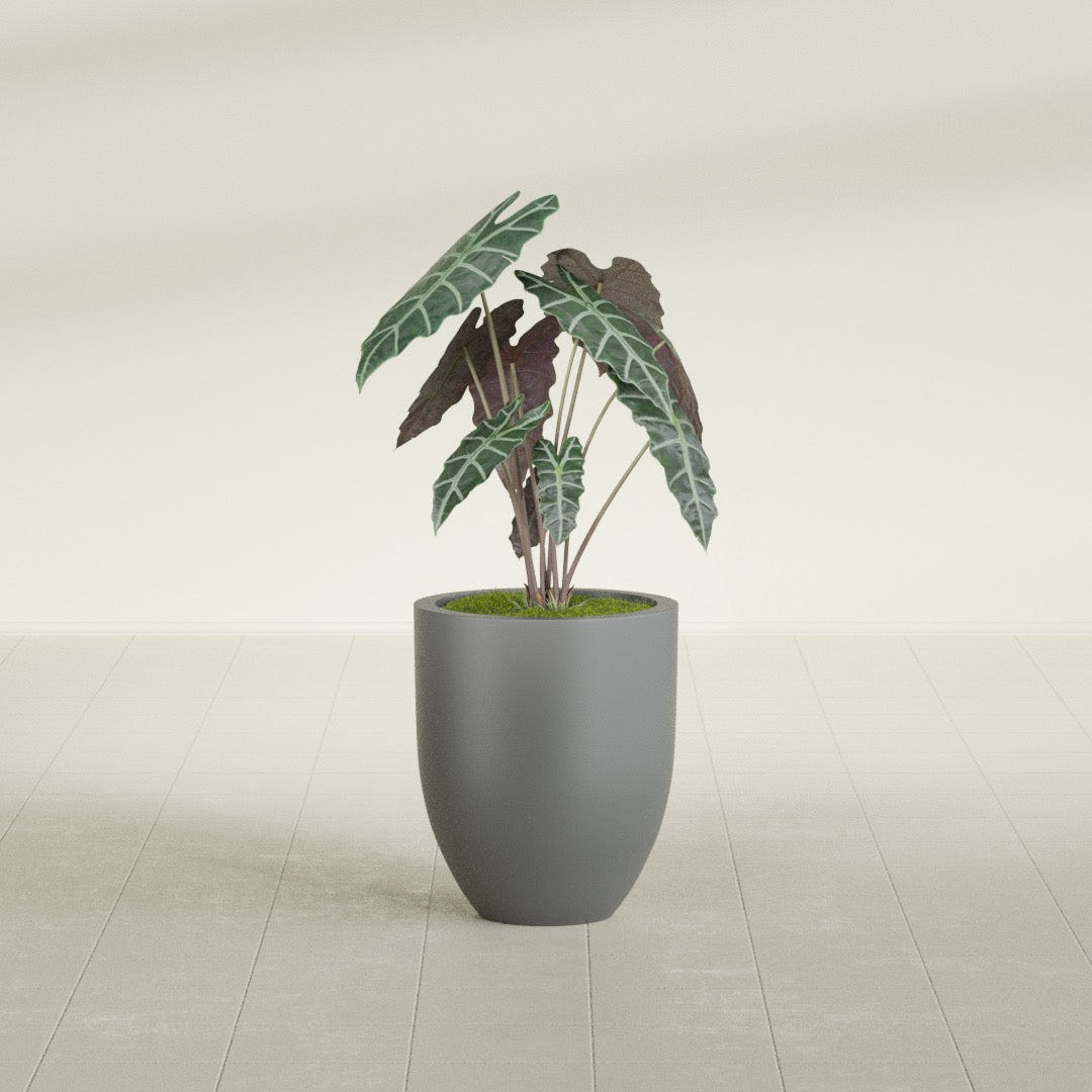 Valencia Tapered Round fiberglass planter in Matte Gunmetal, shown planted, in a sunlit interior