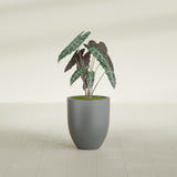 Valencia Tapered Round fiberglass planter in Matte Gunmetal, shown planted, in a sunlit interior