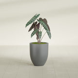 Valencia Tapered Round fiberglass planter in Matte Gunmetal, shown planted, in a sunlit interior