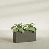 Miami Narrow Rectangular fiberglass planter in Matte Bronze, shown planted, in a sunlit interior