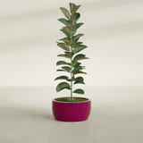 Casablanca Bowl fiberglass planter in Gloss Eggplant, shown planted, in a sunlit interior