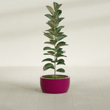 Casablanca Bowl fiberglass planter in Gloss Eggplant, shown planted, in a sunlit interior