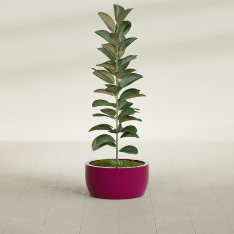 Casablanca Bowl fiberglass planter in Gloss Eggplant, shown planted, in a sunlit interior