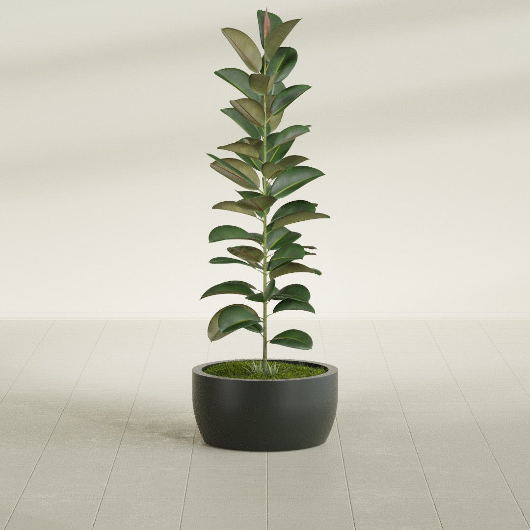 Casablanca Bowl fiberglass planter in Matte Charcoal, shown planted, in a sunlit interior