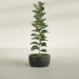 Casablanca Bowl fiberglass planter in Matte Charcoal, shown planted, in a sunlit interior