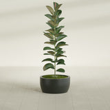 Casablanca Bowl fiberglass planter in Matte Charcoal, shown planted, in a sunlit interior