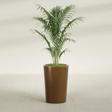 Tegel Round Tapered fiberglass planter in Metallic Bronze, shown planted, in a sunlit interior