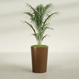 Tegel Round Tapered fiberglass planter in Metallic Bronze, shown planted, in a sunlit interior