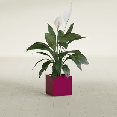Montroy Cube fiberglass planter in Gloss Eggplant, shown planted, in a sunlit interior