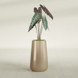 Saigon Tapered Round fiberglass planter in Gloss Metallic Gold, shown planted, in a sunlit interior