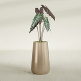Saigon Tapered Round fiberglass planter in Gloss Metallic Gold, shown planted, in a sunlit interior