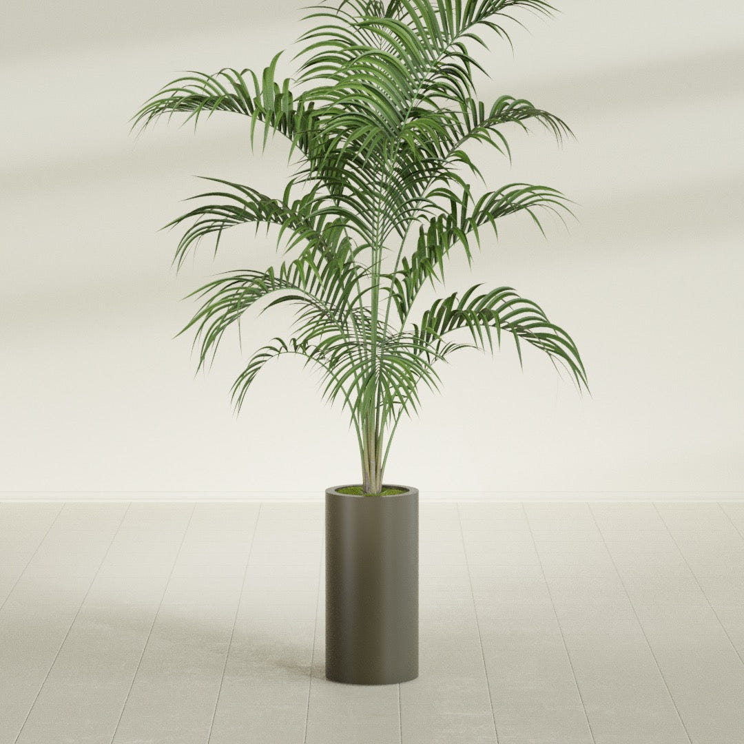 Corry Cylinder fiberglass planter in Matte Bronze, shown planted, in a sunlit interior
