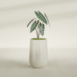 Hayden Urn fiberglass planter in Satin Beige, shown planted, in a sunlit interior