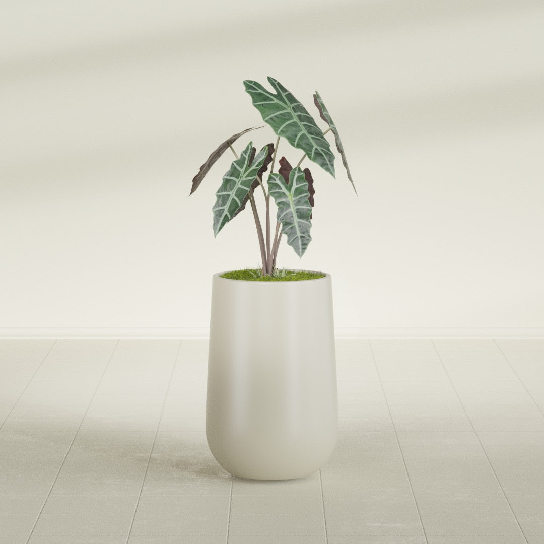 Hayden Urn fiberglass planter in Satin Beige, shown planted, in a sunlit interior