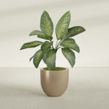 Alzira Bowl fiberglass planter in Gloss Metallic Gold, shown planted, in a sunlit interior