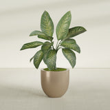 Alzira Bowl fiberglass planter in Gloss Metallic Gold, shown planted, in a sunlit interior