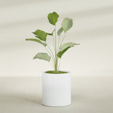 Rio Grande Cylinder fiberglass planter in Matte Bright White, shown planted, in a sunlit interior