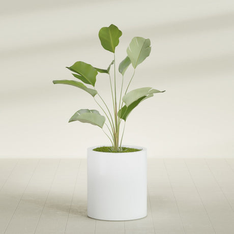 Rio Grande Cylinder fiberglass planter in Matte Bright White, shown planted, in a sunlit interior