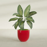 Alzira Bowl fiberglass planter in Gloss Red, shown planted, in a sunlit interior
