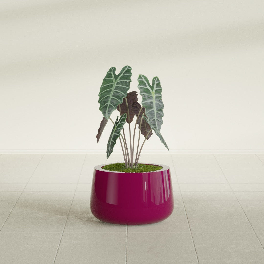 Short Hayden Bowl fiberglass planter in Gloss Eggplant, shown planted, in a sunlit interior